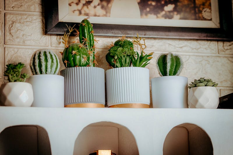 Composition succulentes et cactus